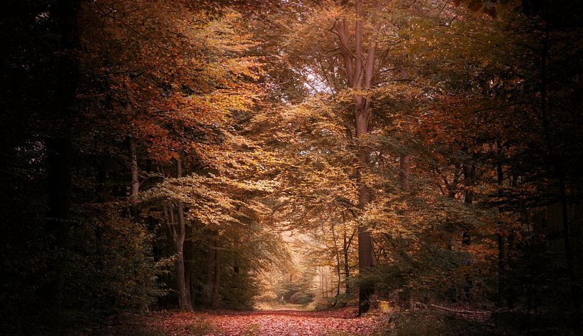 Herbstwald 3 von Aline Nijland