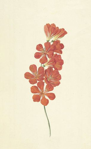 Tritonia Crocata (Flame Freesia) de Hendrik Schwegman, c. 1780