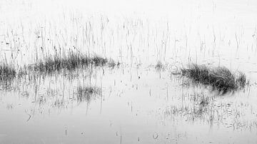 Reed in the water by Johan Zwarthoed