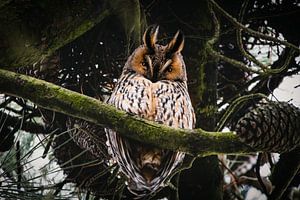 The wise owl by Leanne Verdonk