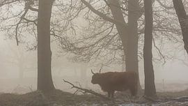 Schotse hooglander in de mist van René Jonkhout
