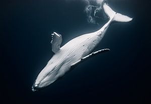 Een baby bultrug dansend in de oneindigheid van de oceaan van Koen Hoekemeijer