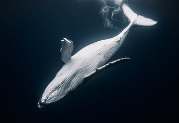A baby humpback dancing in the infinity of the ocean by Koen Hoekemeijer