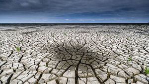 Les vasières près de Ternaard