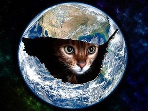 Kat in de wereld