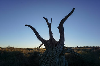 Silhouette of dead tree
