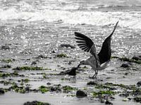 Gull in search of food