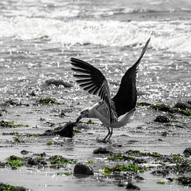 Gull in search of food by Anouk van der Schot