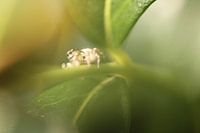 Spinne in den Büschen