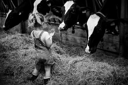 Girl among cows