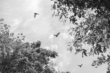 Vleermuizen van Daintree, Australië van DsDuppenPhotography