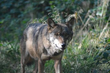 wolf in het wild / wild wolf by Pascal Engelbarts