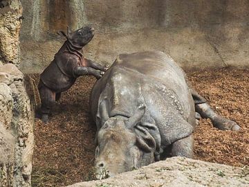 Rhinocéros noir : Zoo de Blijdorp sur Loek Lobel