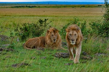 Lion Brothers van Peter Michel