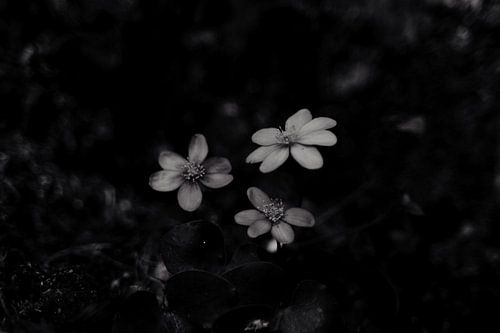 Bloemen