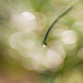 Parels in de natuur van Henri Boer Fotografie