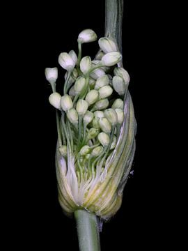 Bloemknop van Allium carinatum van Bartel van den Berg