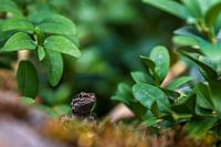 Green World in Close-Up. The forest flora of Aragon, Spain