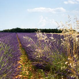 Lavendel velden in Frankrijk van Dieuwertje Van der Stoep