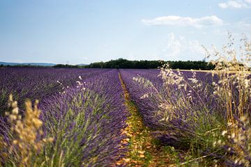 Lavendel velden in Frankrijk van Dieuwertje Van der Stoep