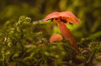 Pilz