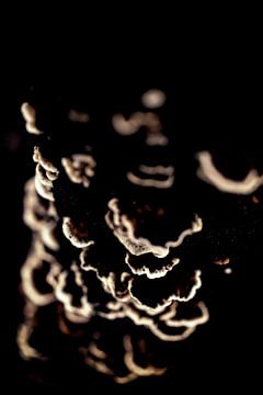 Trametes versicolor en ombre