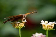 Close up vlinder op een blad van Ron Jobing thumbnail