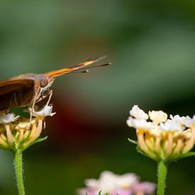 Close up vlinder op een blad van Ron Jobing