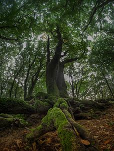 The tree van Niels Barto