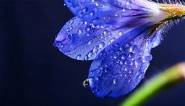 Bloem met regendruppels