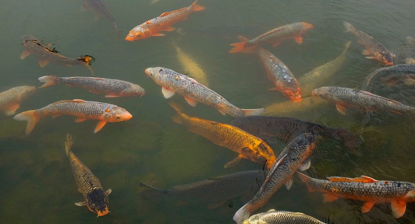 'Koi fish', Kyoto- Japan par Martine Joanne