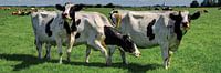 Koeien in Weiland Rijnsaterwoude Nederland Panorama van Hendrik-Jan Kornelis thumbnail
