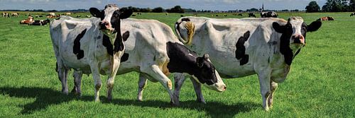 Koeien in Weiland Rijnsaterwoude Nederland Panorama