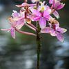 Blühende rosa Orchideen von Minimalistic Travel Photography by.Rieneke