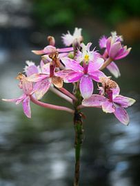 Pink Orchids in Bloom by Minimalistic Travel Photography by.Rieneke