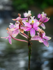Blühende rosa Orchideen