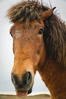 Funny Horse