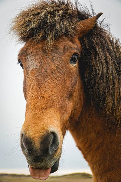 Grappig Paard van Steffen Koch