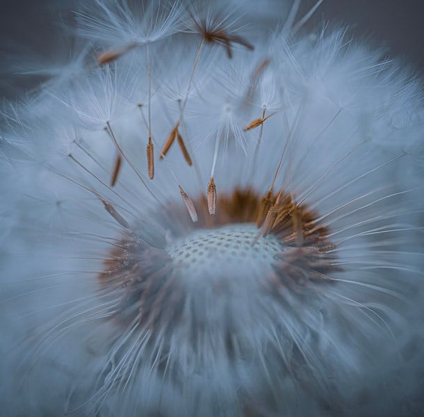 The Dandelion in detail by Robby's fotografie