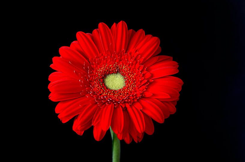 Gerbera by Thomas Jäger