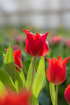 Rote Tulpen von Alex Hoeksema