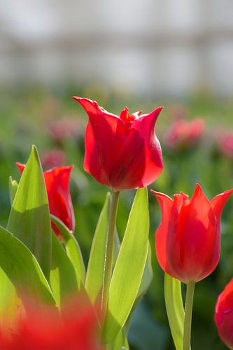Red tulips