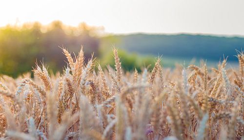 Veld vol granen in Eaux-Puiseaux, Frankrijk