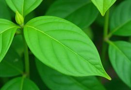 Close-up Photograph of Green Leaves and Bud by Markus Gann