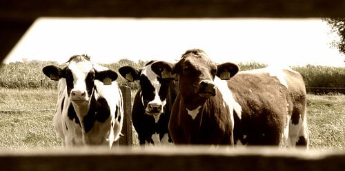 curious cows in a row