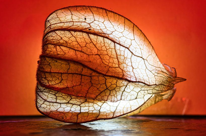 Physalis fruits with light spot by Martin Köbsch