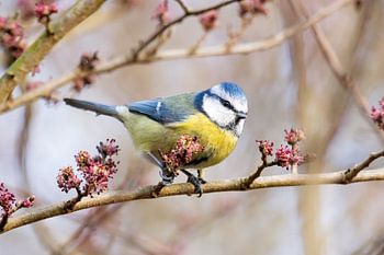Blaumeise im Frühling