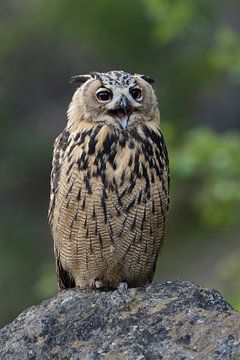 Eagle Owl ( Bubo bubo ) perched on a rock, calling, looks cute and funny, seems like its laughing, w sur wunderbare Erde