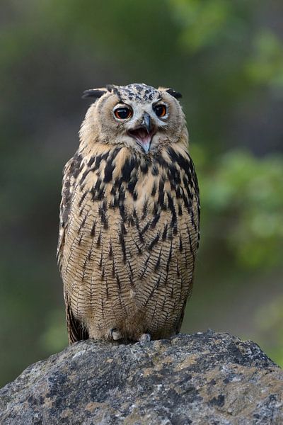 Europäischer Uhu (Bubo bubo)  im Sommer, sitzt rufend auf einem Felsen, lustiges Bild von wunderbare Erde