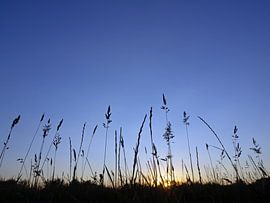 Silhouetten von Gräsern zur Blauen Stunde von Katrin May
